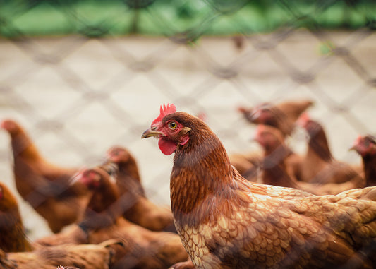 How to Raise Backyard Chickens?