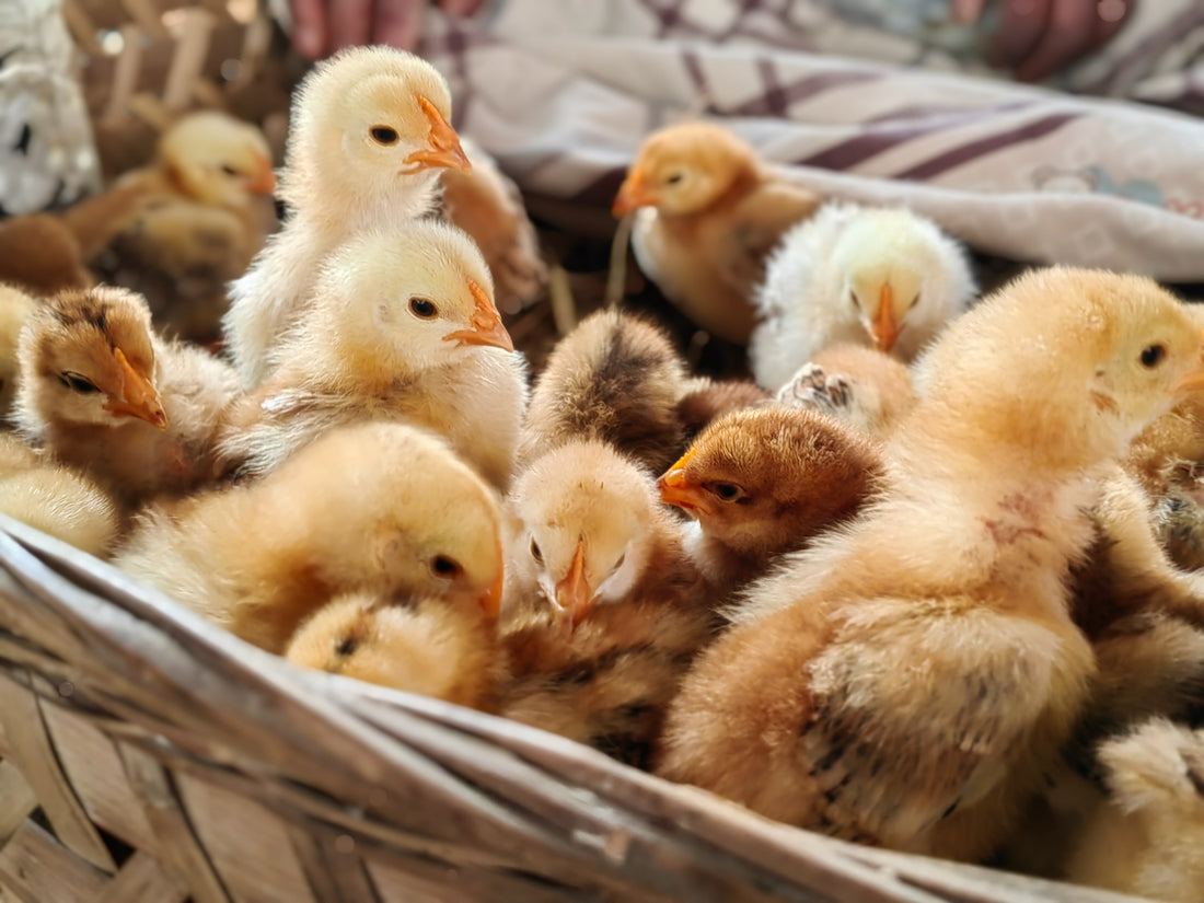 Understanding Chicken Behavior and Social Dynamics: Insights into Your Flock's World