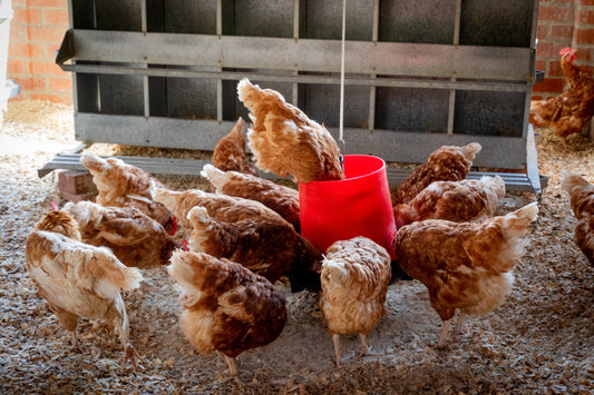 8 Kinds of Foods Your Backyard Chickens Need