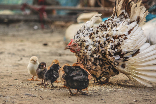 What You Should Know About Baby Chickens